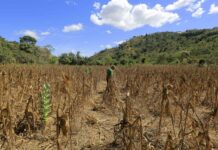 Analizan declarar en emergencia el sector agrícola por la sequía y la falta de financiamiento