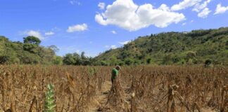 Analizan declarar en emergencia el sector agrícola por la sequía y la falta de financiamiento