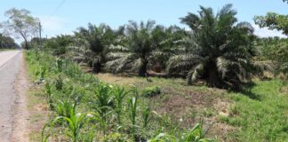 Jari Dixon propone ante el Congreso traspasar las tierras incautadas a grupos de campesinos