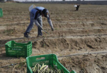 Argentina cooperará en agricultura con El Salvador, Guatemala y Honduras