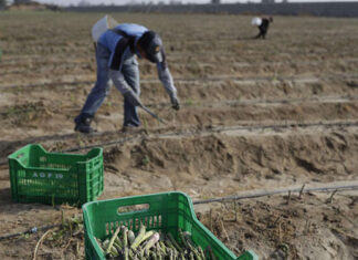 Argentina cooperará en agricultura con El Salvador, Guatemala y Honduras