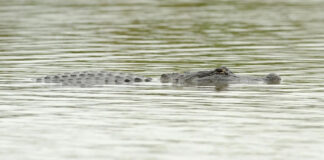 Hallan restos humanos en un canal de Florida infestado de caimanes
