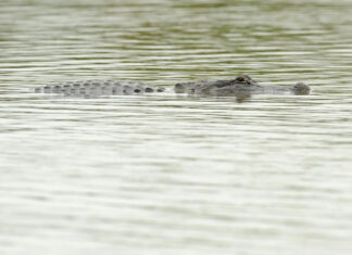 Hallan restos humanos en un canal de Florida infestado de caimanes