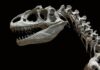Hallan en Brasil el precursor de los dinosaurios más antiguos de Suramérica