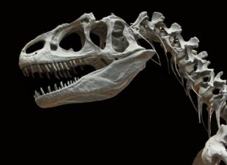 Hallan en Brasil el precursor de los dinosaurios más antiguos de Suramérica