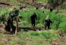 Honduras decomisa 345 mil plantas de coca y cuatro narcolaboratorios en tres días