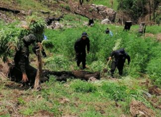 Honduras decomisa 345 mil plantas de coca y cuatro narcolaboratorios en tres días