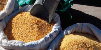 Aumenta cinco lempiras la medida de maíz en mercados capitalinos