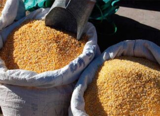 Aumenta cinco lempiras la medida de maíz en mercados capitalinos