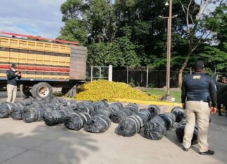 Unas seis mil libras de marihuana han sido decomisadas en Honduras, en lo que va del año
