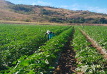 No se permitirá atropellos a la propiedad privada, dice el INA sobre invasión de finca de okra