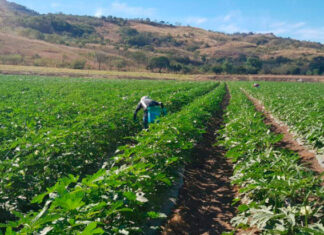 No se permitirá atropellos a la propiedad privada, dice el INA sobre invasión de finca de okra