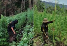 Localizan unos 145 mil arbustos de supuesta hoja de coca en Colón