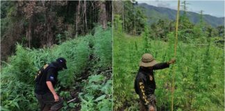 Localizan unos 145 mil arbustos de supuesta hoja de coca en Colón