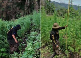 Localizan unos 145 mil arbustos de supuesta hoja de coca en Colón