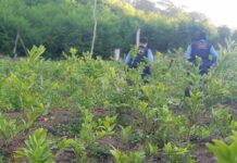 Encuentran otra plantación con más de 21 mil arbustos de coca en Sonaguera, Colón