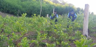 Encuentran otra plantación con más de 21 mil arbustos de coca en Sonaguera, Colón