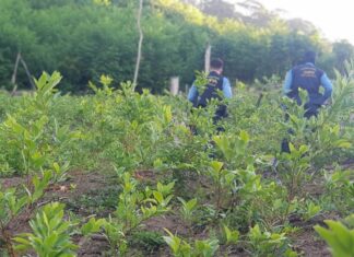 Encuentran otra plantación con más de 21 mil arbustos de coca en Sonaguera, Colón