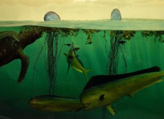 Si no se frena el cambio climático, los océanos sufrirán una extinción masiva