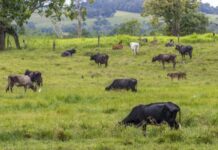 Excavación revela que hace 7.000 años ya existía economía ganadera en España