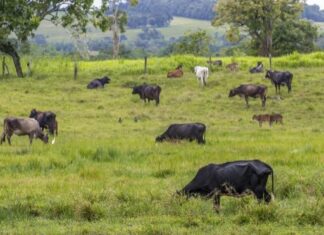 Excavación revela que hace 7.000 años ya existía economía ganadera en España