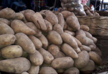 Aumenta cuatro lempiras la libra de papa en mercados capitalinos