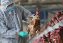 Médicos hondureños piden estar alerta ante los casos de gripe aviar detectada en humanos