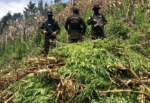 Más de 4 millones de plantas de marihuana han erradicado en Honduras desde el 2014