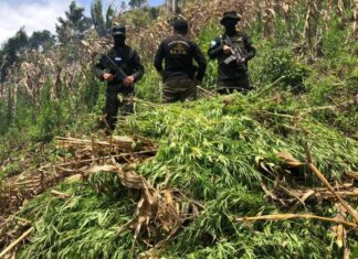 Más de 4 millones de plantas de marihuana han erradicado en Honduras desde el 2014