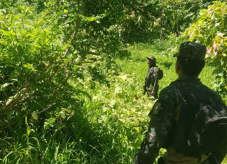 Encuentran otra plantación de arbustos de hoja de coca en Colón