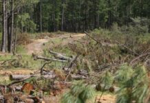 Denuncian la deforestación en la zona de El Hatillo por la construcción de un helipuerto por parte de un expresidenciable nacionalista