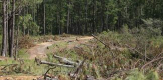 Denuncian la deforestación en la zona de El Hatillo por la construcción de un helipuerto por parte de un expresidenciable nacionalista