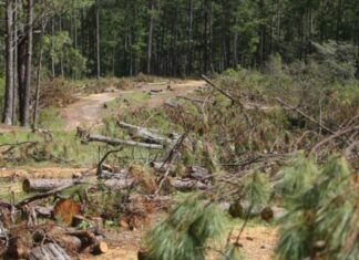 Denuncian la deforestación en la zona de El Hatillo por la construcción de un helipuerto por parte de un expresidenciable nacionalista