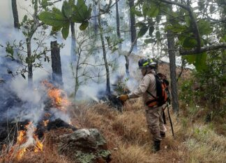 Los incendios forestales han incrementado en un 300% en Honduras
