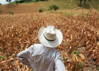 La ONU alerta del «empeoramiento» de la crisis alimentaria en Honduras