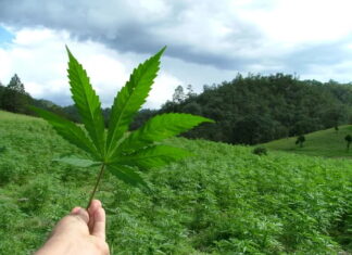 Médicos respaldan el uso de la marihuana de forma medicinal en Honduras
