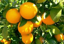 Altas temperaturas provocan reducción de exportación de cítricos de Honduras