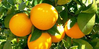 Altas temperaturas provocan reducción de exportación de cítricos de Honduras