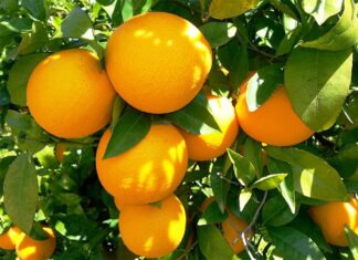 Altas temperaturas provocan reducción de exportación de cítricos de Honduras