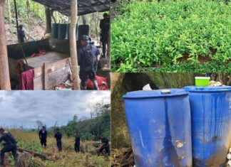 Descubren cinco plantaciones con más de 55 mil arbustos de coca y dos narcolaboratorios en Colón