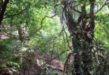 Centroamérica restaura sus bosques, pero aún faltan mucho camino y recursos