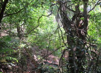Centroamérica restaura sus bosques, pero aún faltan mucho camino y recursos