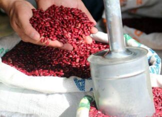 Productores señalan que en Honduras hay suficiente frijol ante los rumores de escasez