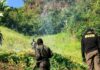Erradican una plantación de 40 mil arbustos de coca en Colón