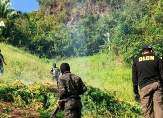 Erradican una plantación de 40 mil arbustos de coca en Colón