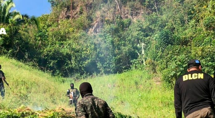 Erradican una plantación de 40 mil arbustos de coca en Colón