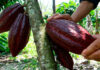 Honduras perdió más de 400 toneladas de cacao a causa del cambio climático