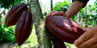 Honduras perdió más de 400 toneladas de cacao a causa del cambio climático