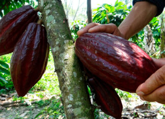 Honduras perdió más de 400 toneladas de cacao a causa del cambio climático