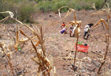 Unos 2 millones de hondureños se verán afectados por inseguridad alimentaria este año, según la FENAGH